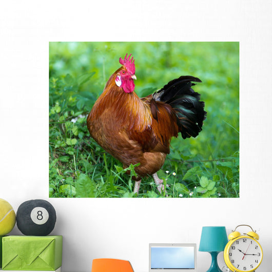 Rooster