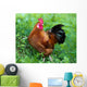 Rooster