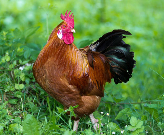 Rooster