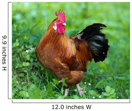 Rooster