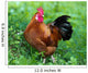 Rooster