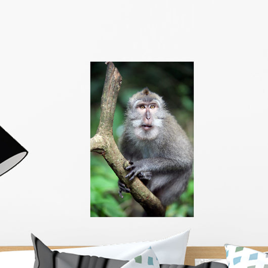 Wild Monkey Wall Mural