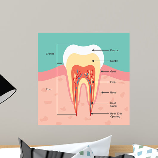 Tooth Anatomy Wall Mural
