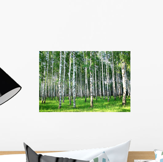 Beautiful Summer Birch Grove