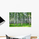 Beautiful Summer Birch Grove