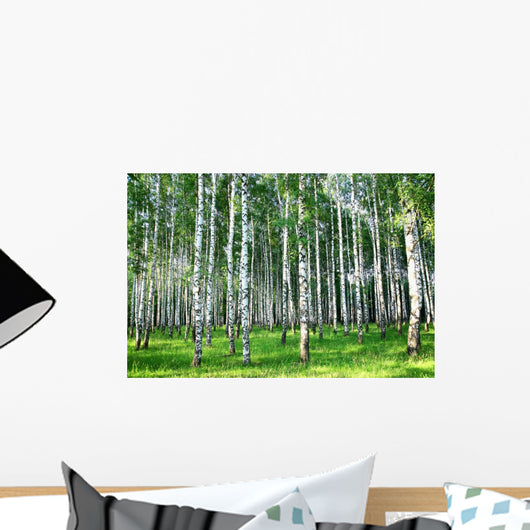 Beautiful Summer Birch Grove