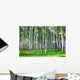 Beautiful Summer Birch Grove