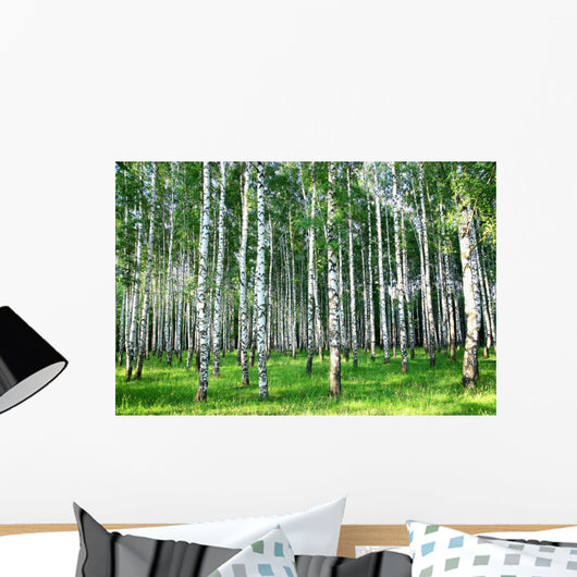 Beautiful Summer Birch Grove