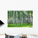 Beautiful Summer Birch Grove
