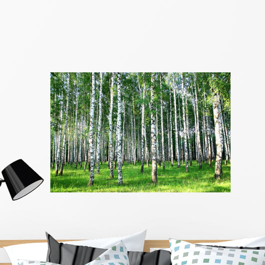 Beautiful Summer Birch Grove