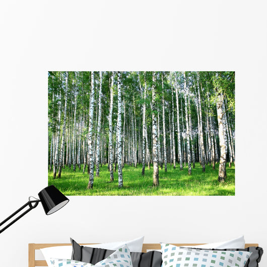 Beautiful Summer Birch Grove