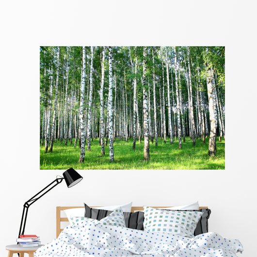 Beautiful Summer Birch Grove