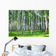 Beautiful Summer Birch Grove