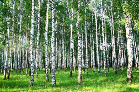 Beautiful Summer Birch Grove