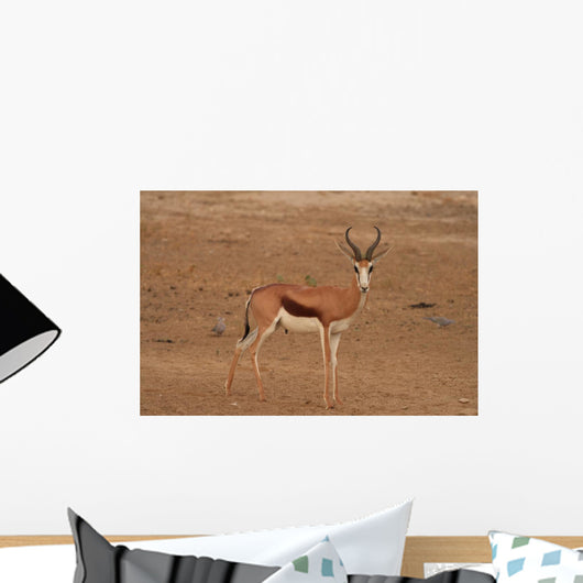 A Springbok ram (Antidorcas marsupialis) Wall Mural