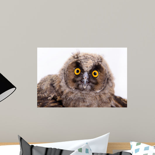 Bird Owl Wall Mural