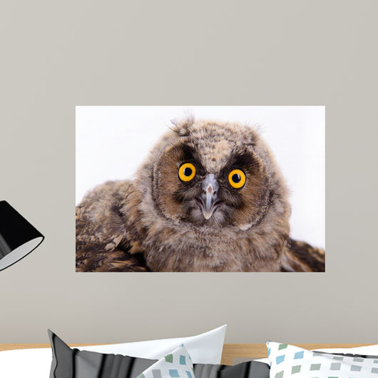 Bird Owl Wall Mural