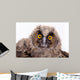 Bird Owl Wall Mural