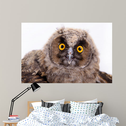 Bird Owl Wall Mural