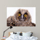 Bird Owl Wall Mural