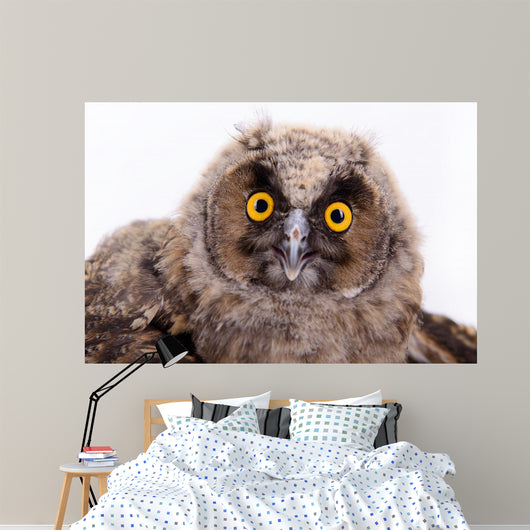 Bird Owl Wall Mural