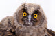 Bird Owl Wall Mural
