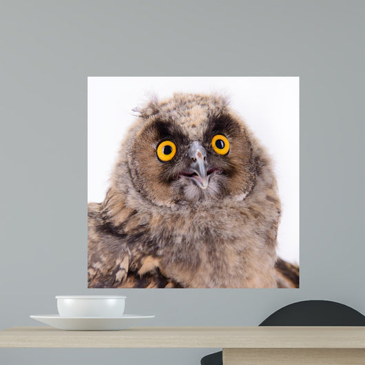 Bird Owl Wall Mural