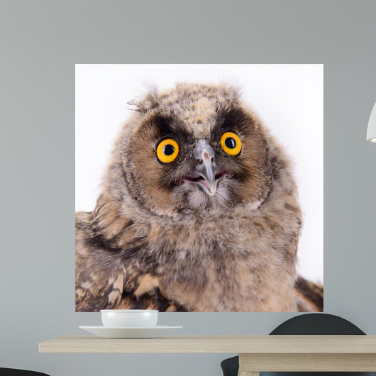 Bird Owl Wall Mural
