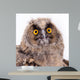 Bird Owl Wall Mural