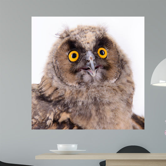 Bird Owl Wall Mural
