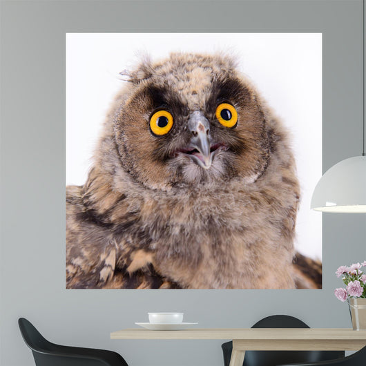Bird Owl Wall Mural