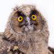 Bird Owl Wall Mural