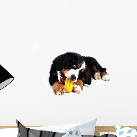 Puppy Bernese Mountain Dog