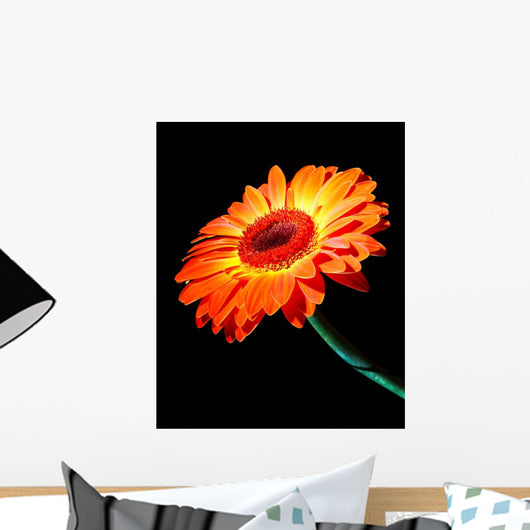 african daisy. carving. orange Wall Mural
