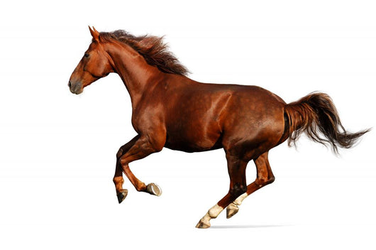Gallop Horse Wall Decal