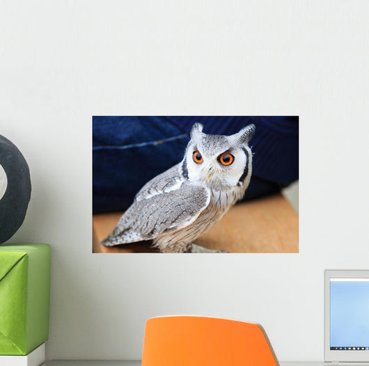 Little Owl