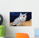 Little Owl
