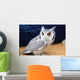 Little Owl