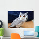 Little Owl