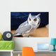 Little Owl