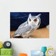 Little Owl