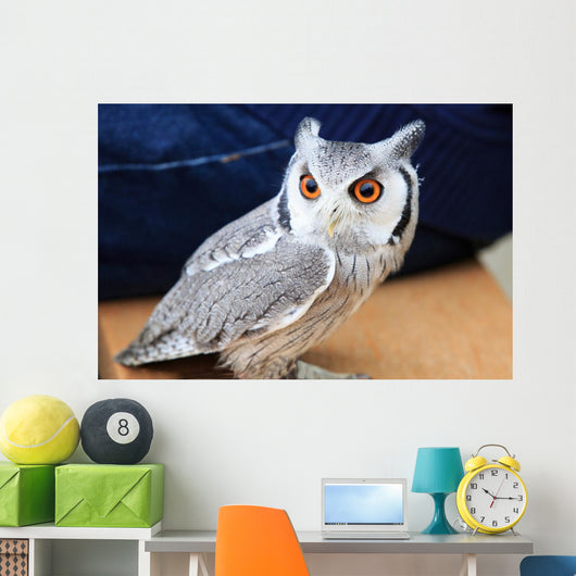 Little Owl