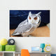 Little Owl