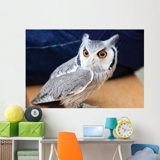 Little Owl