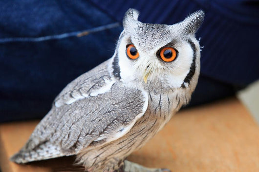 Little Owl