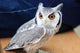 Little Owl
