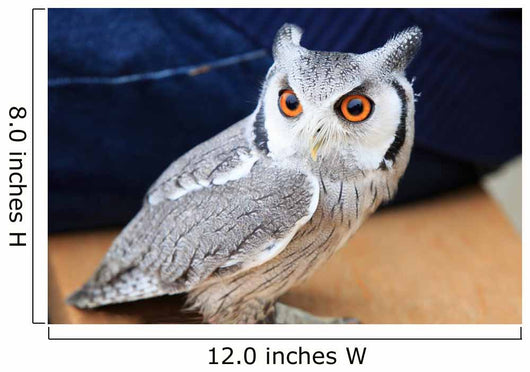 Little Owl