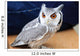 Little Owl