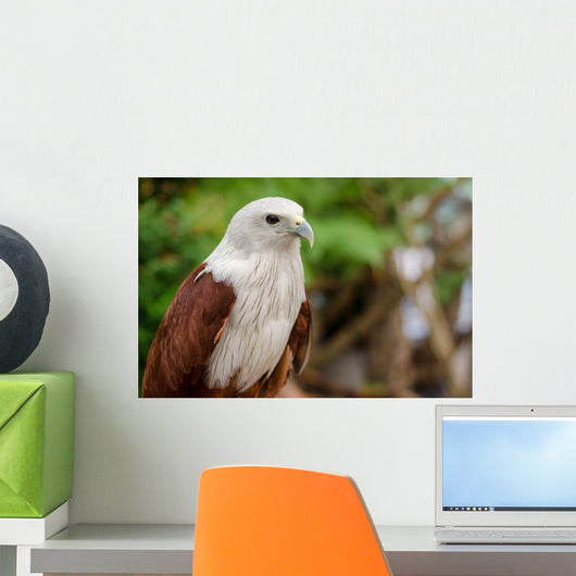 Red Tailed Hawk Wall Mural