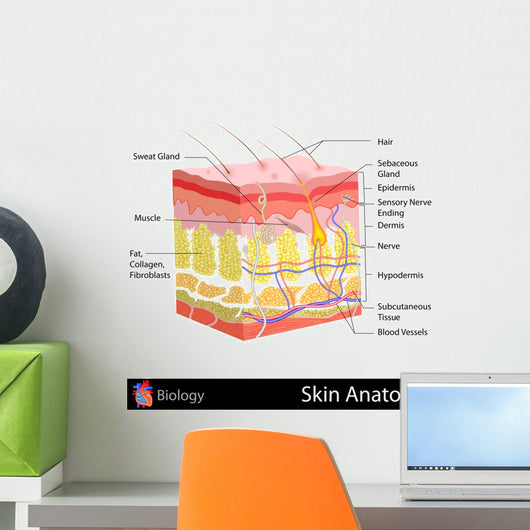 Skin Anatomy